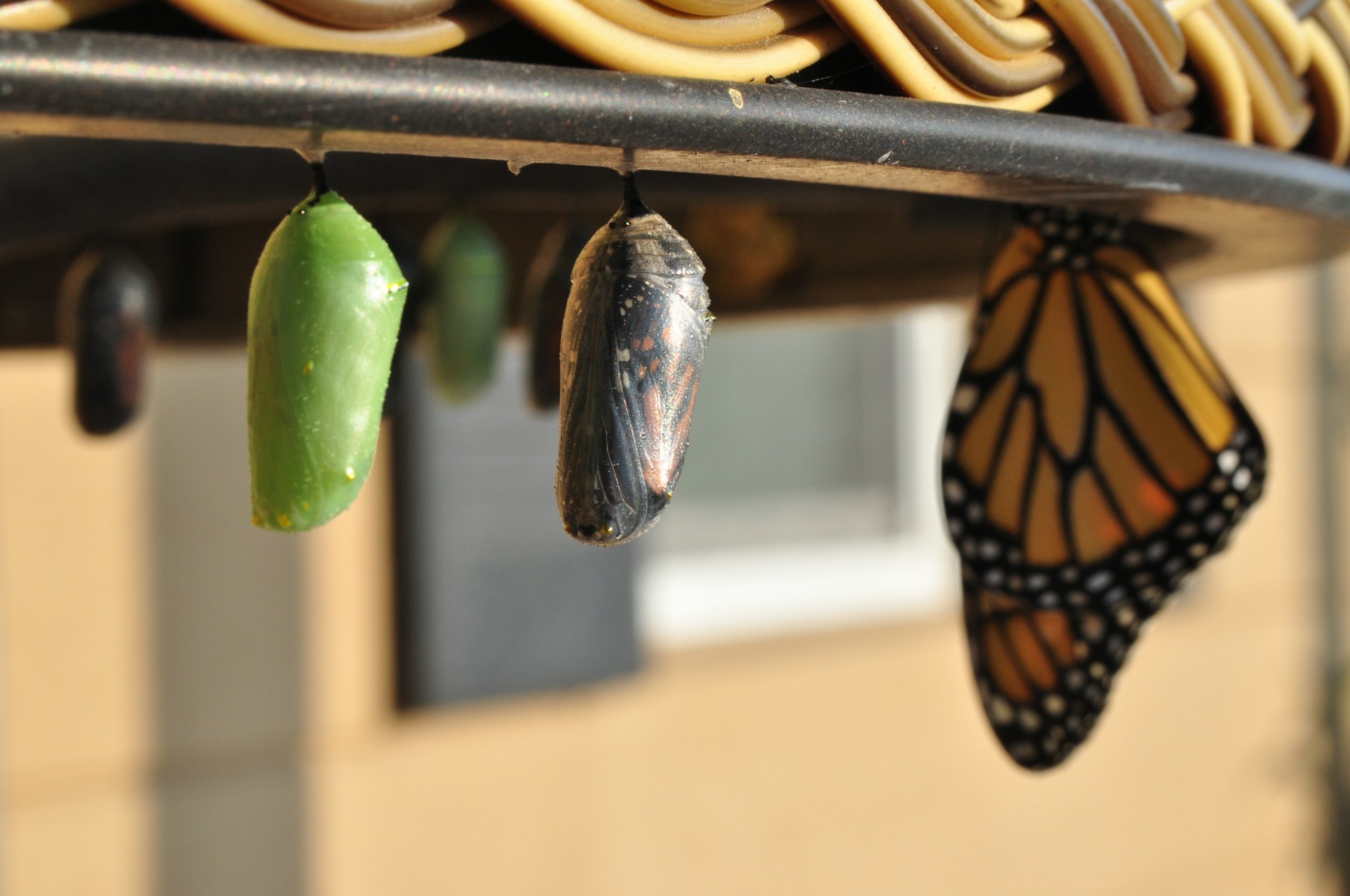 Naissance d'un papillon