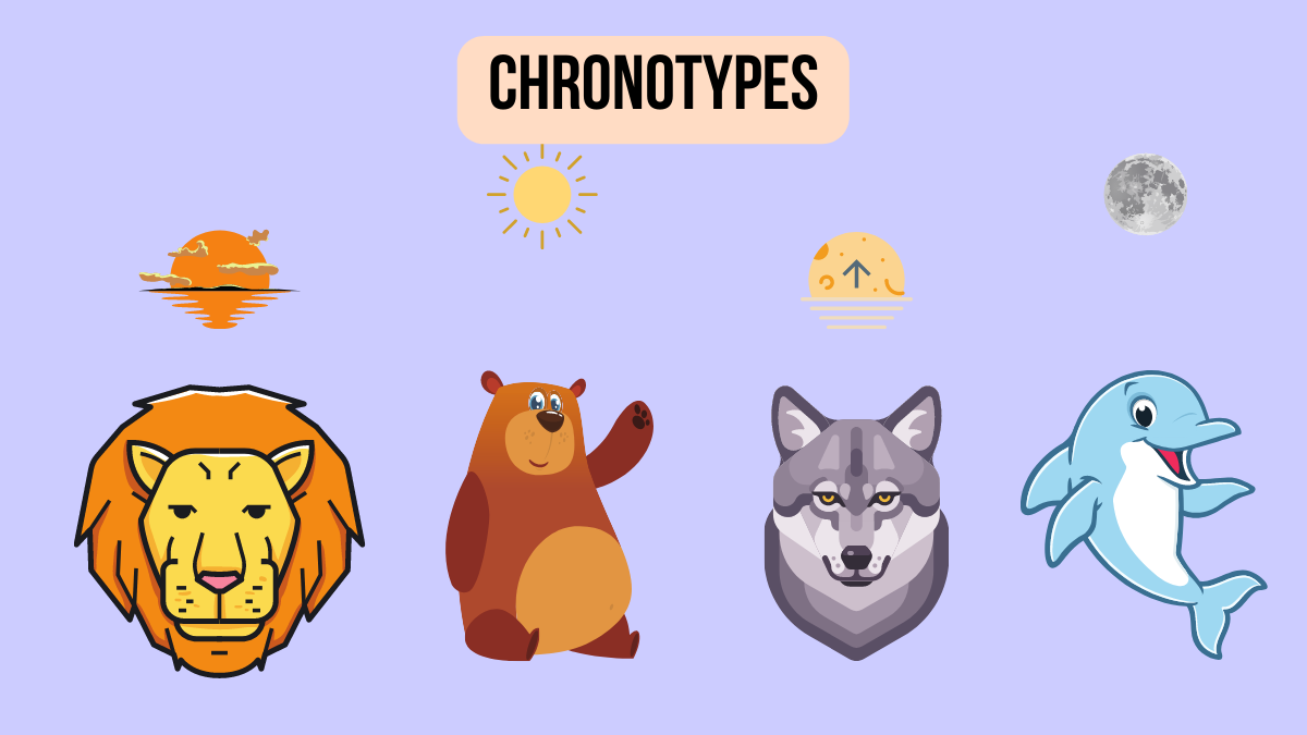 Chronotypes : un lion, un ours, un loup et un dauphin sous le cycle du soleil et de la lune
